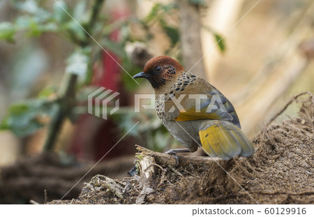 Rufous-chinned laughingthrush, Lanthocincla rufogularis, Sattal, Nainital district in Uttarakhand, India 60129916