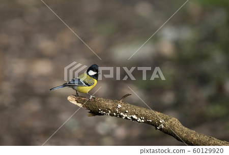 Green-backed tit, Parus monticolus, Sattal, Nainital district in Uttarakhand, India 60129920