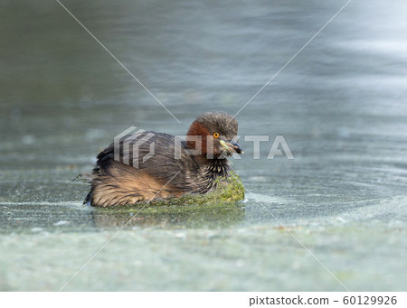 Little grebe, Tachybaptus ruficollis, Keoladeo National Park, Bharatpur, Rajasthan, India Little grebe, Tachybaptus ruficollis, Keoladeo National Park, Bharatpur, Rajasthan, India 60129926