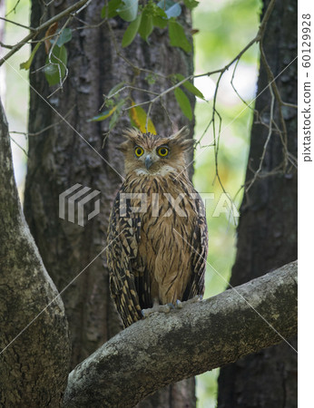 Tawny eagle owl, Aquila rapax, Jim Corbett National Park, Nainital, Uttarakhand, India Tawny eagle owl, Aquila rapax, Jim Corbett National Park, Nainital, Uttarakhand, India 60129928