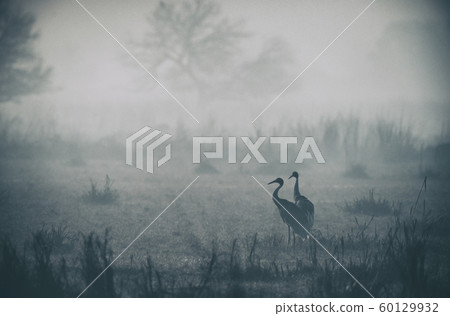 Sarus crane pair, Antigone antigone, Keoladeo National Park, Bharatpur, Rajasthan, India Sarus crane pair, Antigone antigone, Keoladeo National Park, Bharatpur, Rajasthan, India 60129932