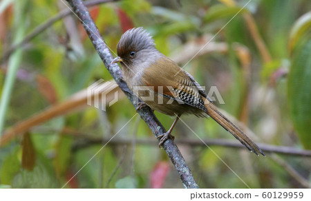 Rusty fronted barwing, Actinodura egertoni,... - Stock Photo