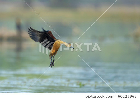 Lesser whistling ducks, Dendrocygna javanica, Keoladeo National Park, Bharatpur, Rajasthan, India Lesser whistling ducks, Dendrocygna javanica, Keoladeo National Park, Bharatpur, Rajasthan, India 60129963