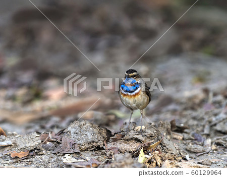 Bluethroat, Luscinia svecica, Keoladeo National Park, Bharatpur, Rajasthan, India Bluethroat, Luscinia svecica, Keoladeo National Park, Bharatpur, Rajasthan, India 60129964