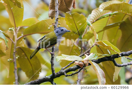 Black headed shrike babbler, female, Pteruthius rufiventer, Mishmi Hills, India Black headed shrike babbler, female, Pteruthius rufiventer, Mishmi Hills, India 60129966