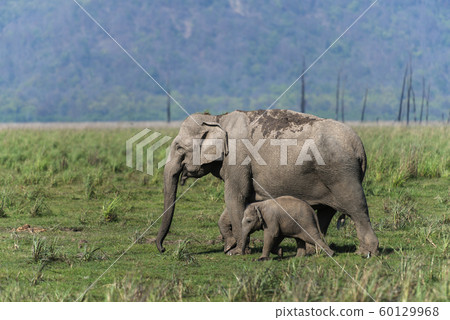 Protecting mother elephant, Dhikala, Jim Corbett National Park, Nainital, Uttarakhand, India 60129968