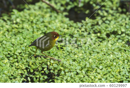 Chestnut headed tesia, Cettia castaneocoronata, Sattal, Nainital district in Uttarakhand, India 60129997