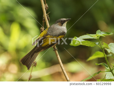 Ashy bulbul, Hemixos flavala, Yellow-browed bulbul, Dandeli, Sattal, Nainital district, Uttarakhand, India 60129998
