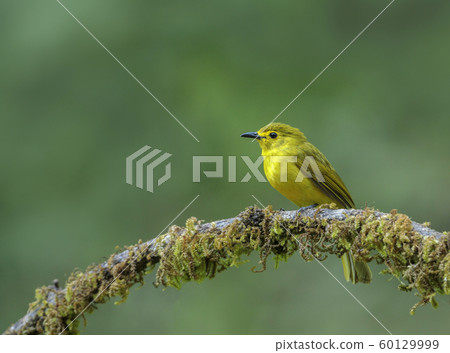 Yellow-browed bulbul, Acritillas indica,  Dandeli, Karnataka, India 60129999