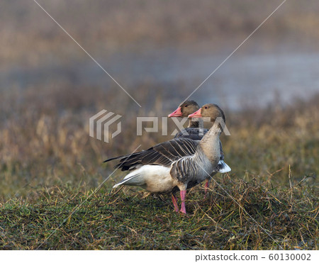 Grey lagged goose, Anser anser, Keoladeo National Park, Bharatpur, Rajasthan, India 60130002