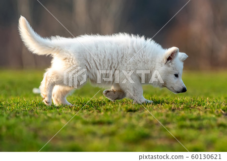 Puppy cute White Swiss Shepherd dog portrait on 60130621