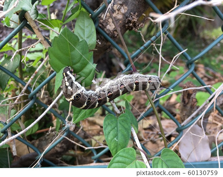 Sesame sparrow larva Theretra oldenlandiae Larva Sesame sparrow larva Theretra oldenlandiae Larva 60130759