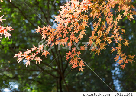 溫泉鎮的秋天 溫泉鎮的秋天 60131141