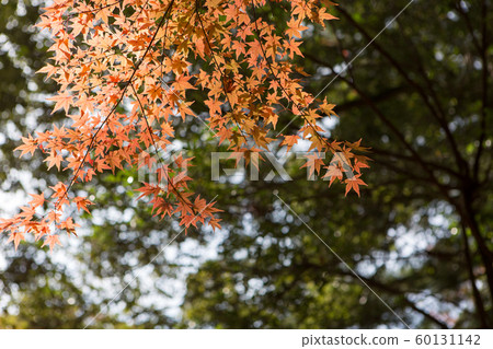 Autumn in hot spring town Autumn in hot spring town 60131142