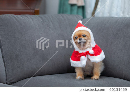 Dog dressed in santa claus 60131469