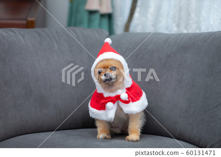 Dog dressed in santa claus 60131471