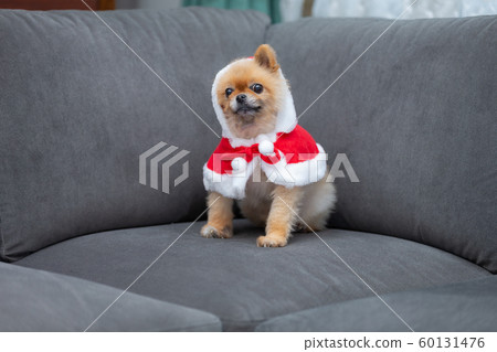 Dog dressed in santa claus 60131476