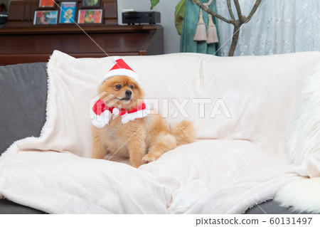 Dog dressed in santa claus 60131497