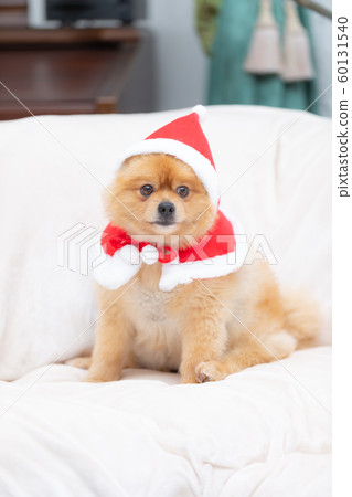 Dog dressed in santa claus 60131540