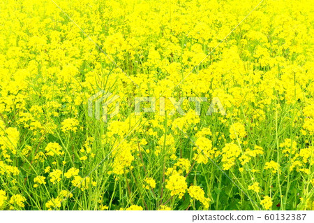 Impression of spring canola field 60132387