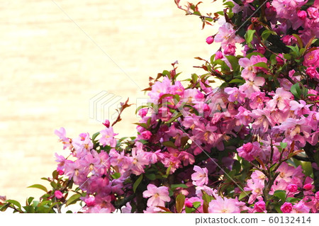 春天印象花開鬥 60132414