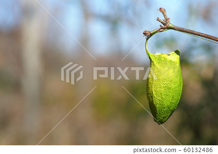 Ustabiga稻殼 Ustabiga稻殼 60132486