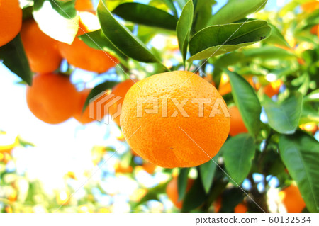 Mandarin oranges Mandarin oranges 60132534