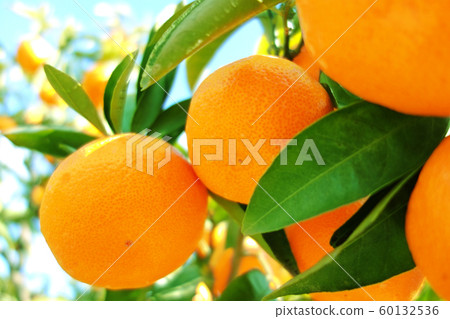 Mandarin oranges 60132536