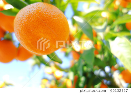 橘子 橘子 60132537