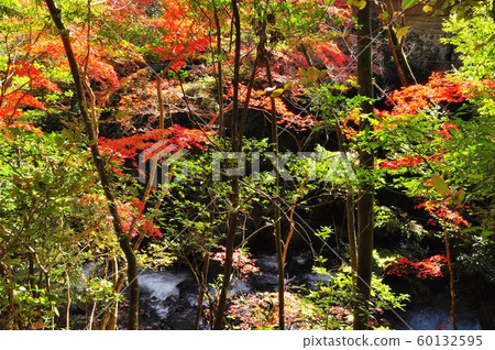 湯河原的城市景觀，千葉河和千歲河的紅葉 60132595
