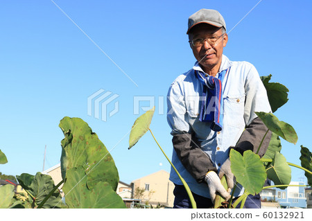 男人收穫芋頭 男人收穫芋頭 60132921