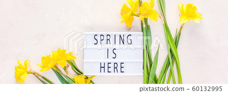 Yellow daffodils spring flowers on pink background Yellow daffodils spring flowers on pink background 60132995