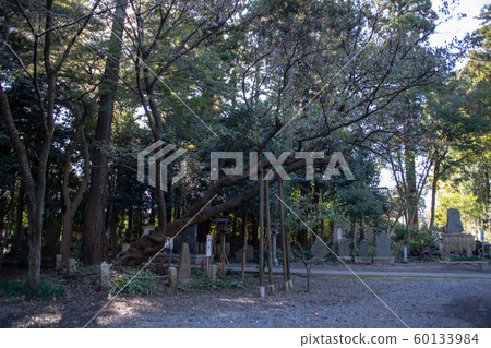 所澤櫻北野天神社 60133984