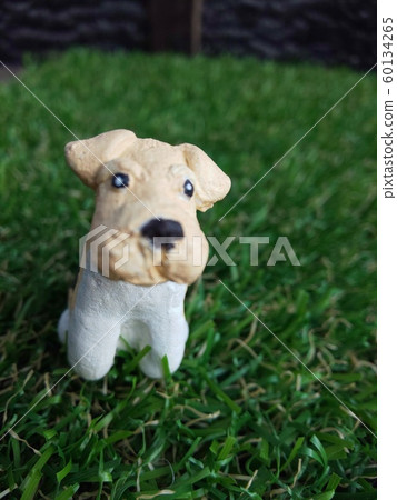 Wire Fox Terrier 60134265