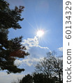 Beautiful sun shining in nature, pine tree autumn Beautiful sun shining in nature, pine tree autumn 60134329