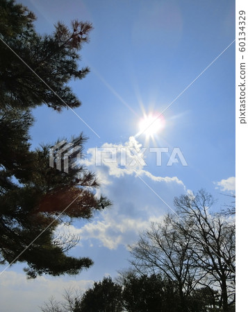 Beautiful sun shining in nature, pine tree autumn 60134329