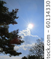 Beautiful sun shining in nature, pine tree autumn Beautiful sun shining in nature, pine tree autumn 60134330