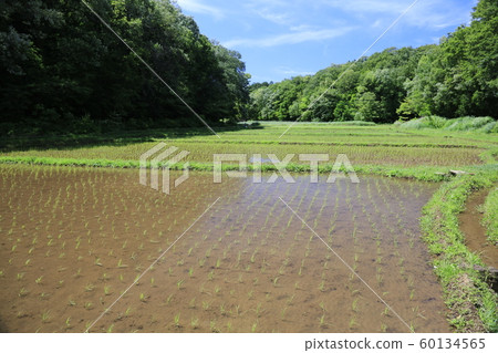Paddy field and forest 60134565