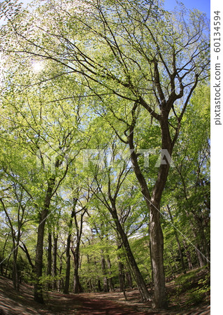 fresh green forest fresh green forest 60134594