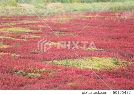 Hamcho（Sangosou）社區[水平角度6-3] 60135482