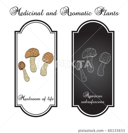 Mushroom of life Agaricus blazei , medicinal plant 60135633