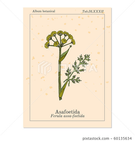 Asafoetida Ferula assa-foetida , medicinal plant 60135634