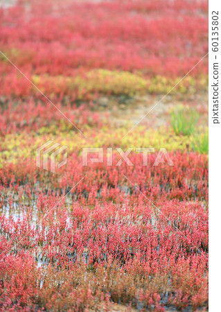 Hamcho (Corrus) community [vertical angle 6-2] 60135802