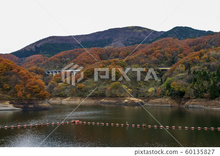 秋天的風景_秋葉和水壩湖_下蚊水壩 秋天的風景_秋葉和水壩湖_下蚊水壩 60135827