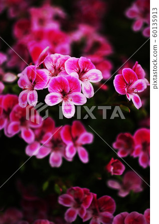 Belargonium flower Belargonium flower 60135913