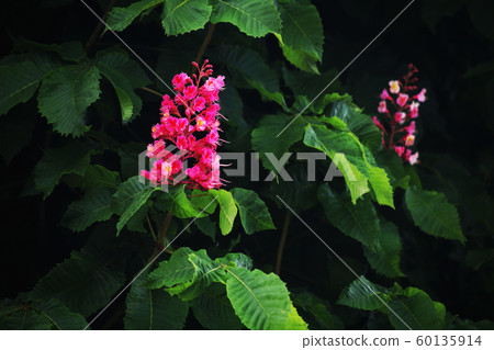 紅花花 紅花花 60135914