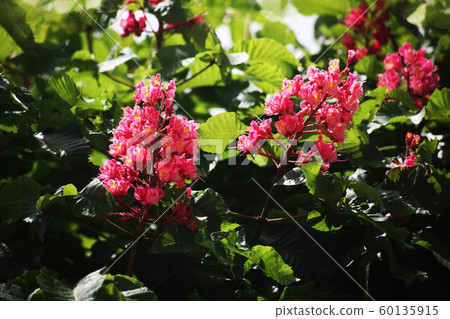 紅花花 紅花花 60135915