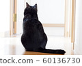 Cat  60136730