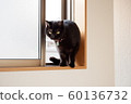 Cat  60136732