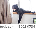 Cat  60136736